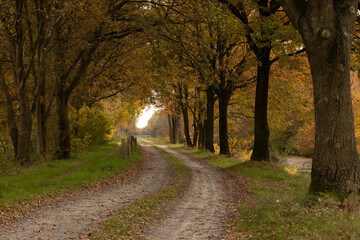 A wide horizontal view of a sandy forest path lined on both sides with trees dressed in vibrant autumn colors. Fallen leaves cover the ground, creating a warm and textured carpet of yellow and orange