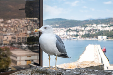 Yellow legged seagull standing proudly on a rock with a sunny harbor, port, and blue sea background