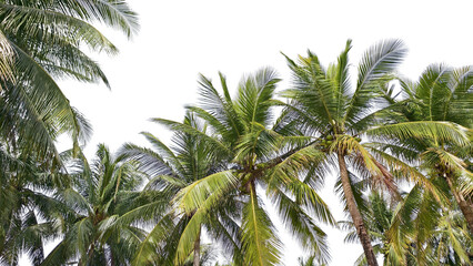 Fototapeta premium Coconut Trees Embrace the Sky: A breathtaking composition of swaying coconut trees reaching towards a bright and expansive sky, evoking a sense of tropical serenity.