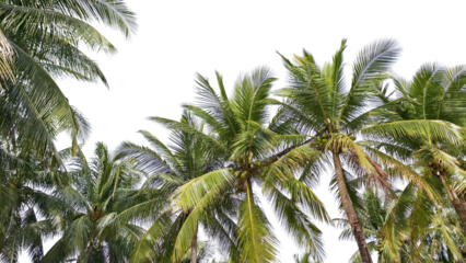 Coconut Trees Embrace the Sky: A breathtaking composition of swaying coconut trees reaching towards a bright and expansive sky, evoking a sense of tropical serenity.