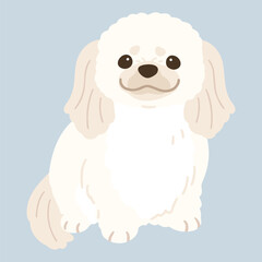 Simple and adorable illustration of whtie Pekingese dog sitting in front view flat colored