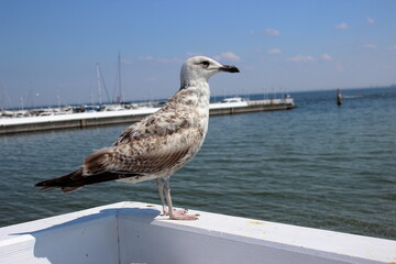 Seagull on white railing at Sopot pier on sunny summer day