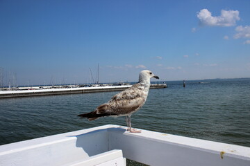 Seagull on white railing at Sopot pier on sunny summer day