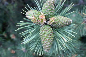 Close up of green pine cones and needles on branch
