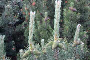 Young pine trees with green cones growing in forest