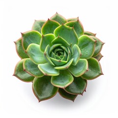 Green succulent rosette, red tips, isolated
