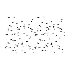 A flock of birds soaring gracefully across the bright blue sky, symbolizing freedom, peace, and harmony with nature.