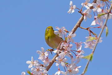 シダレザクラとメジロ