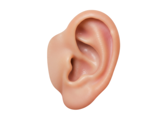Isolated human ear anatomy, organ of hearing for listening and balance, medical healthcare