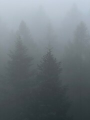 Mglisty las © Maciej G. Szling