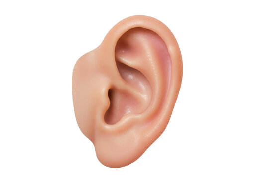 Isolated human ear anatomy, organ of hearing for listening and balance, medical healthcare