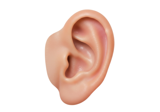 Isolated human ear anatomy, organ of hearing for listening and balance, medical healthcare