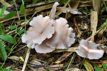 Poisonous wild mushrooms, mushrooms in bloom