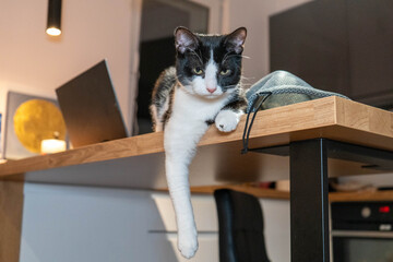 Cute domestic cat lying on kitchen table near laptop, smartphone and gadgets, cozy home office atmosphere with pet resting during remote work concept