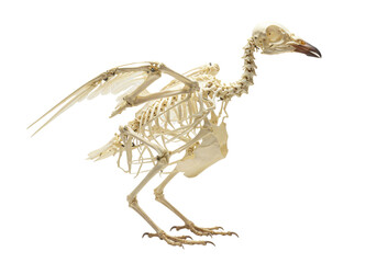 Isolated Bird Skeleton on Plain Backdrop Depicting Nature's Intricate Design Anatomy Science