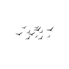 Birds in flight over a serene landscape, showcasing the beauty of wildlife and the essence of open skies.