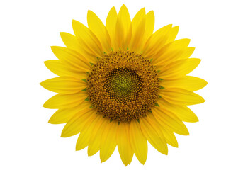 Fototapeta premium Isolated Beautiful sunflower blossom on a summer day, a vivid ornamental sun flower plant