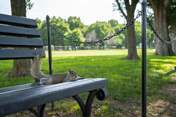 Relaxed Squirrel Resting on Park Bench in a Sunny Green Park