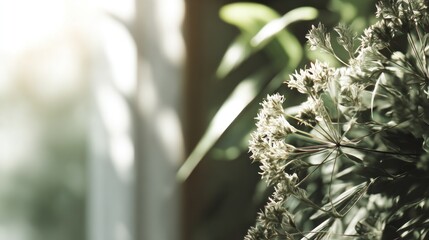 Botanical Still Life with Allium Flowers and Sunlight Reflections Near Window