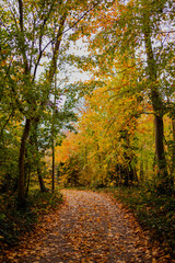 Forest road covered with yellow leaves in an autumn park