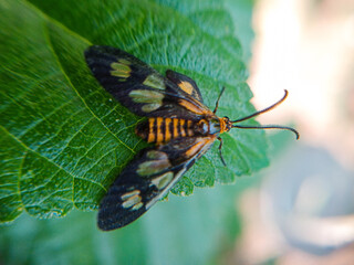 A close up of a colorful wasp moth resting on a green leaf, showing its patterned wings and bright orange black body in natural light.