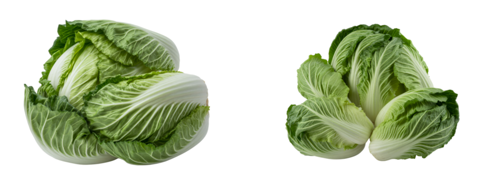 Fresh napa cabbage heads ready for cooking use on transparent background