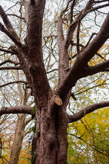 Beautiful tree in a park setting