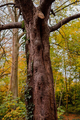 Majestic autumn tree in a scenic landscape