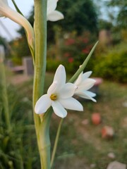 white flower in the garden
