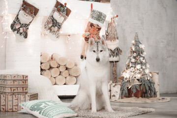 Siberian husky sitting on rug beside Christmas decorations, tree and fireplace with glowing holiday lights. © Kseniia