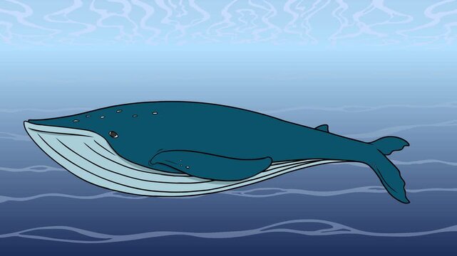 Blue Whale Swimming In The Ocean