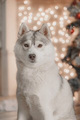 White and gray husky with amber eyes sits against golden bokeh of Christmas lights, showing calm expression and fluffy coat. Cozy warm holiday atmosphere in decorated room.
