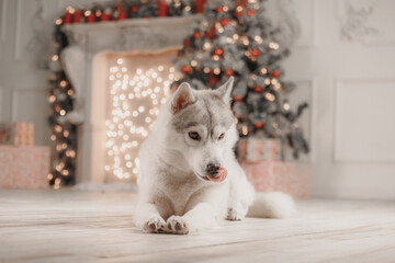 Fluffy gray-white Siberian husky lying on wooden floor licking nose, looking playful and curious. against festive blurred background with bokeh lights and decorated Christmas tree.holiday spirit 