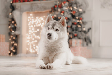 Calm gray-white Siberian husky resting on wooden floor with glowing Christmas decorations, soft fur and attentive eyes, perfect pet portrait for winter holidays in cozy interior. © Kseniia