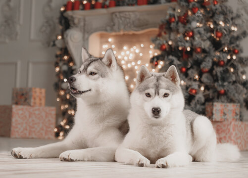 Fluffy gray-white Siberian huskies lying side by side on floor against blurred festive background, surrounded by glowing garland lights and Christmas gifts, capturing peaceful domestic warmth.