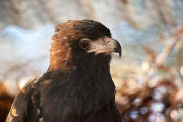 this is a close up of a black breasted buzzard