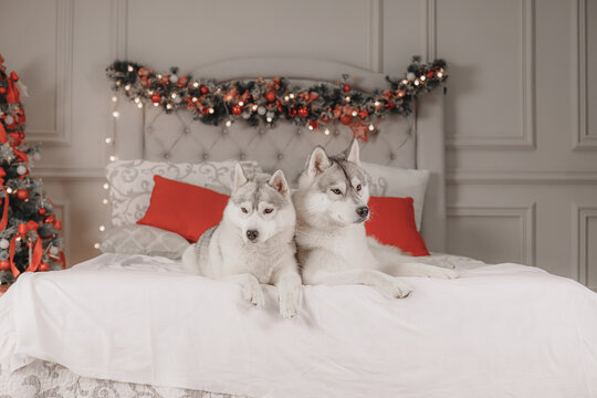 Gray-white husky couple resting on soft bed, Christmas tree on side, red and gold garland, cozy holiday composition for winter and pet lifestyle concepts.