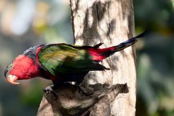 the black capped lory is perched on a tree