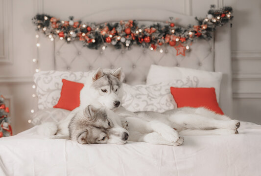 Gray-white husky dog couple resting on white bed, cozy home decorated for winter holidays, garland with glowing lights and Christmas tree on background.