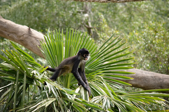 this is a young black handed spider monkey