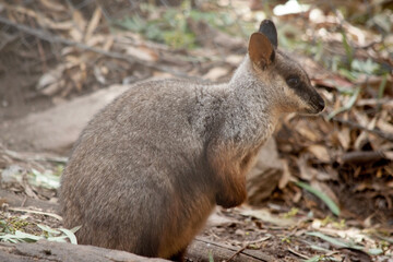this is a side view of a brush tailed wallaby
