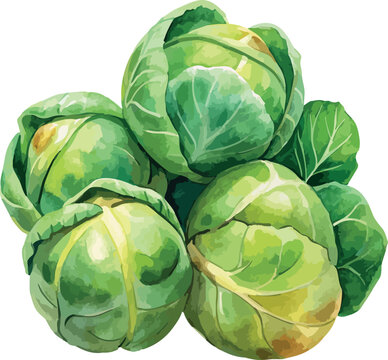 Brussels Sprouts Vegetable Vector Watercolor Illustration