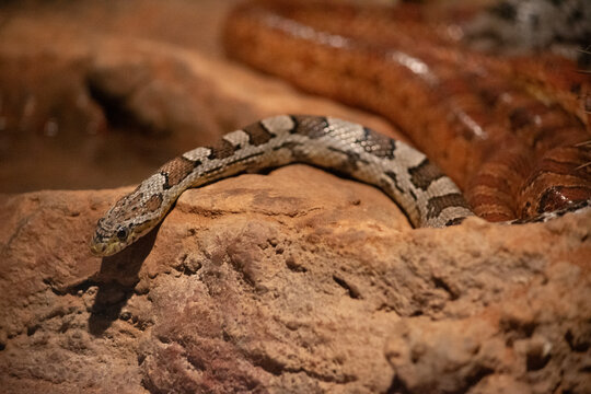 this is a close up of a carpet python