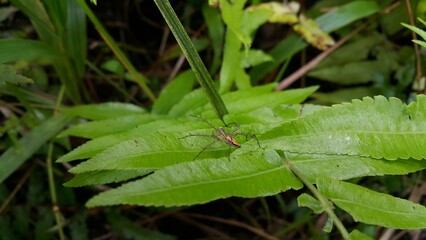Lynx spiders (Oxyopidae) is a family of araneomorph. Jumping spiders perch on plant leaves. Perfect for documentaries about tropical rainforests and World Wildlife Conservation Day on December 4th.