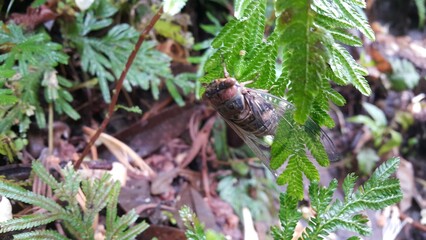 A big cricket in summer, close up. Cicada Lyristes Plebejus. Perfect for documentaries about tropical rainforests and World Nature Conservation Day on July 28th.