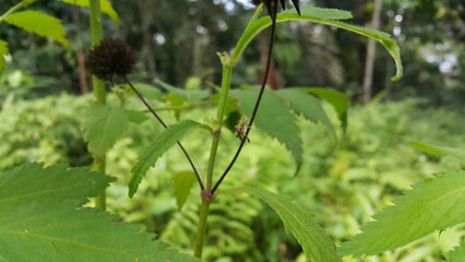 Rhombic Leatherbug insect on a plant. World Nature Conservation Day on July 28th. Shot in a tropical rainforest.
