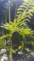 Phacelia tanacetifolia Benth. Perfect for documentaries about tropical rainforests and World Environment Day on June 5th.