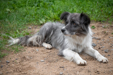 Fototapeta premium A Border Collie dog on a farm on a summer day