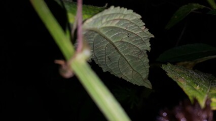 Beautiful forest plant leaves background. Night shot. Perfect for documentaries about tropical rainforests and World Wildlife Conservation Day on December 4th.

