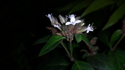 Beautiful forest flower plant background. Night shot. Perfect for documentaries about tropical rainforests and World Environment Day on June 5th.
